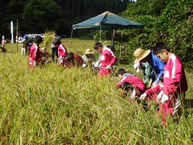 写真：10月に稲刈りを行う児童の様子3