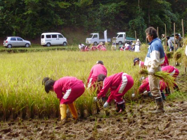 写真：10月に稲刈りを行う児童の様子5