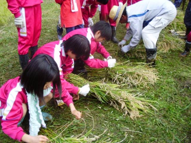 写真：10月に稲刈りを行う児童の様子6