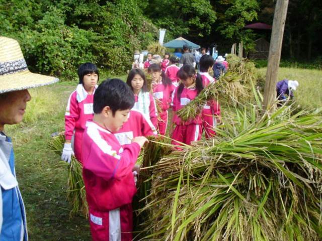 写真：10月に稲刈りを行う児童の様子1