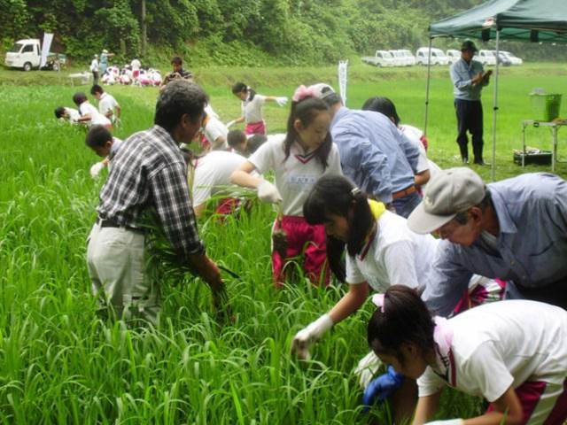 写真：7月に草取りを行う児童の様子3