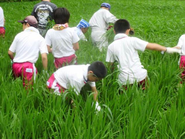 写真：7月に草取りを行う児童の様子4
