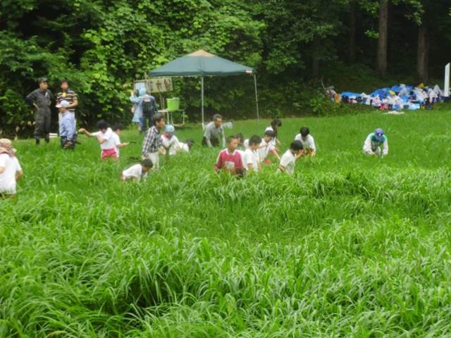 写真：7月に草取りを行う児童の様子1