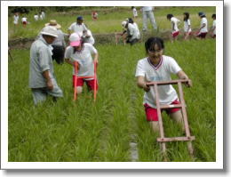 写真:草刈り機で除草を行う児童