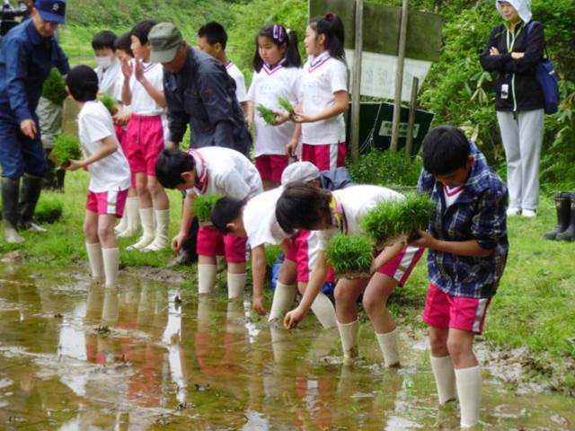 写真：5月の田植えを行う児童の様子2