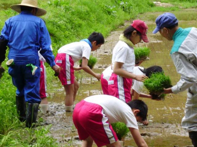 写真：5月の田植えを行う児童の様子3