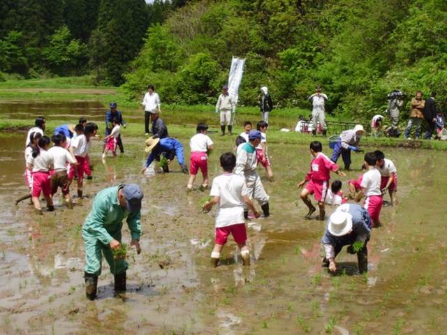 写真：5月の田植えを行う児童の様子4