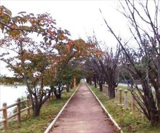 写真：天王南中学校周辺の秋の風景5