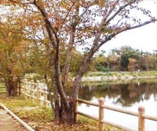 写真：天王南中学校周辺の秋の風景6