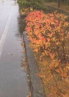 写真：天王南中学校周辺の秋の風景10