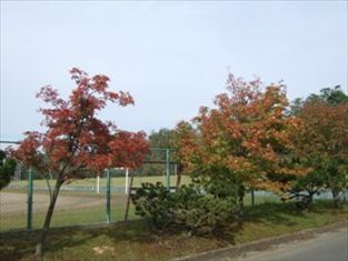写真：天王南中学校周辺の秋の風景18