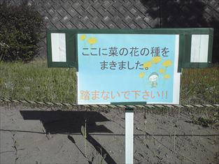 写真：「ここに菜の花の種をまきました」と書かれている看板