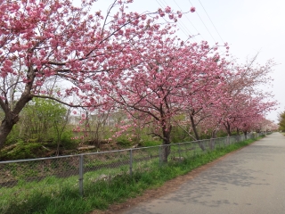写真：天王南中学校周辺の桜1