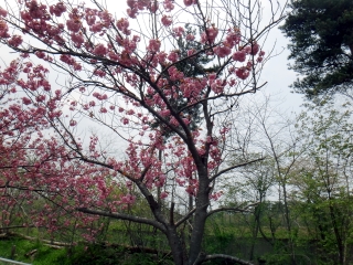 写真：天王南中学校周辺の桜2