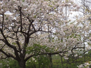 写真：天王南中学校周辺の桜3