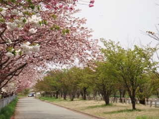 写真：天王南中学校周辺の桜4