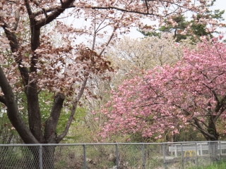 写真：天王南中学校周辺の桜10