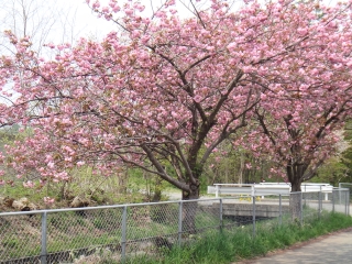 写真：天王南中学校周辺の桜5