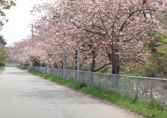 写真：天王南中学校周辺の桜6