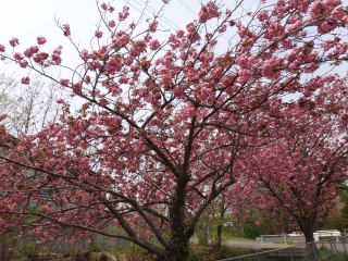写真：天王南中学校周辺の桜7