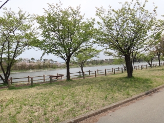 写真：天王南中学校周辺の桜8