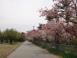 写真：天王南中学校周辺の桜9