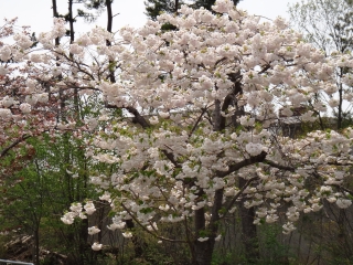写真：天王南中学校周辺の桜11