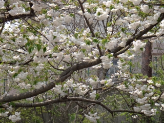 写真：天王南中学校周辺の桜12