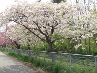 写真：天王南中学校周辺の桜13