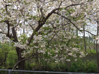 写真：天王南中学校周辺の桜14