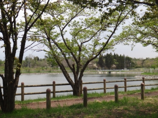 写真：天王南中学校周辺の桜15