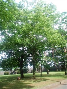 写真：写真：天王南中学校周辺の夏の風景48