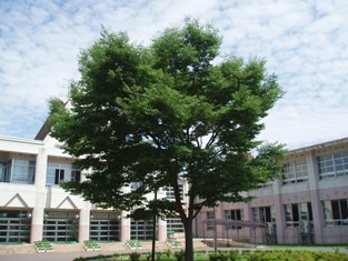 写真：天王南中学校の校舎と夏の空2